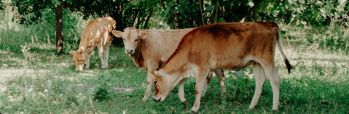 Nutrición y Bienestar Animal