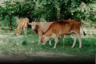 Nutrición y Bienestar Animal