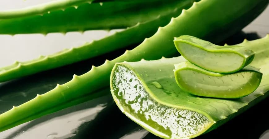Se Espera Que La Industria Del Aloe Vera En América Latina Crezca, Impulsada Por Una Mayor Conciencia Sobre La Salud Y Las Innovaciones De Productos