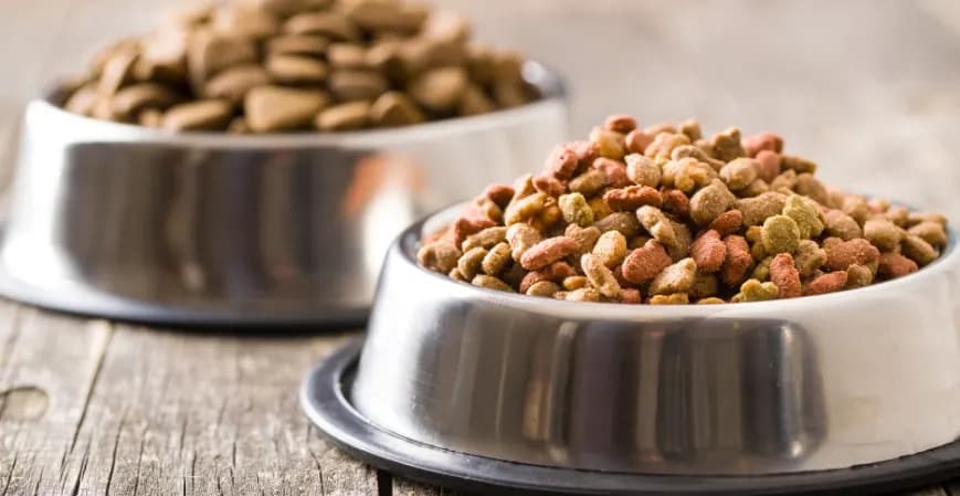 Las 5 Grandes Empresas de Alimentos para Mascotas de América Latina Se Comprometen a Mejorar la Vida de las Mascotas