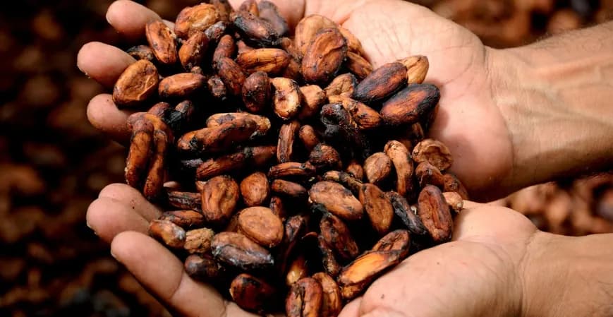 Las 5 Principales Empresas en América Latina Produciendo Cacao de Calidad Excelente