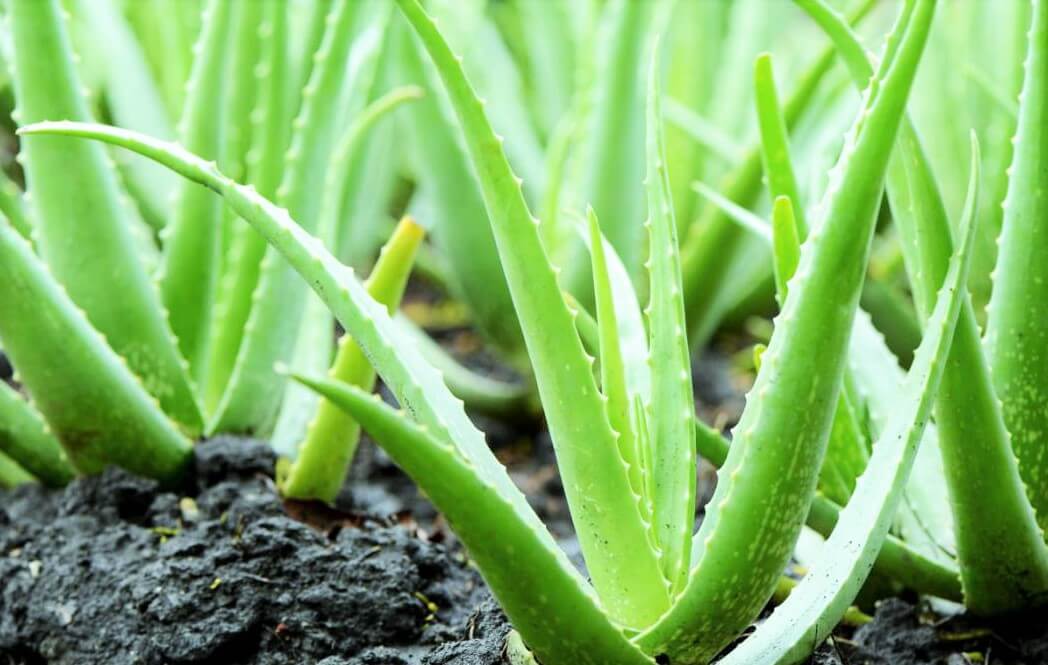 Crecimiento y tendencias de la industria de aloe vera en america latina