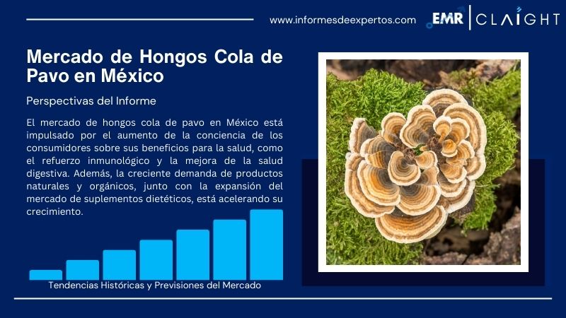 Informe del Mercado de Hongos Cola de Pavo en México