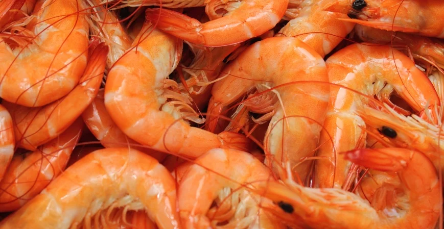 Las 5 empresas eminentes de camarones en estados unidos