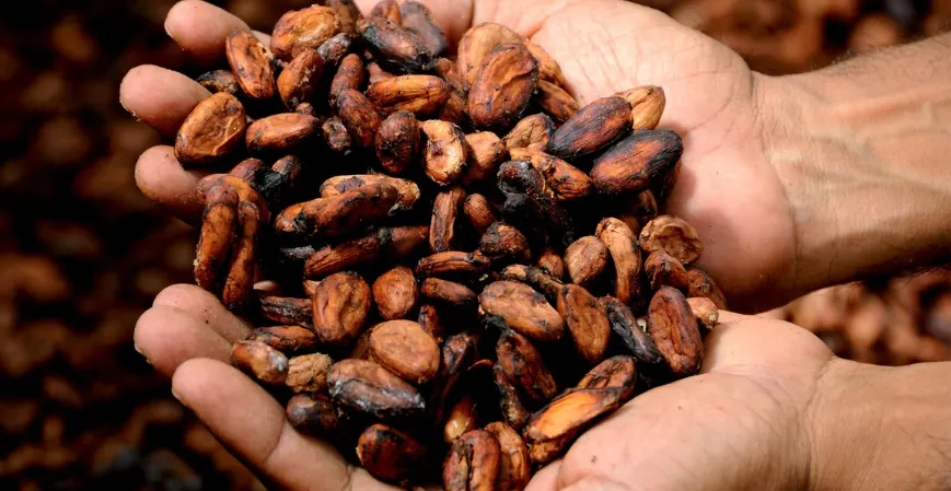 Las 5 empresas mejores de cacao en america latina