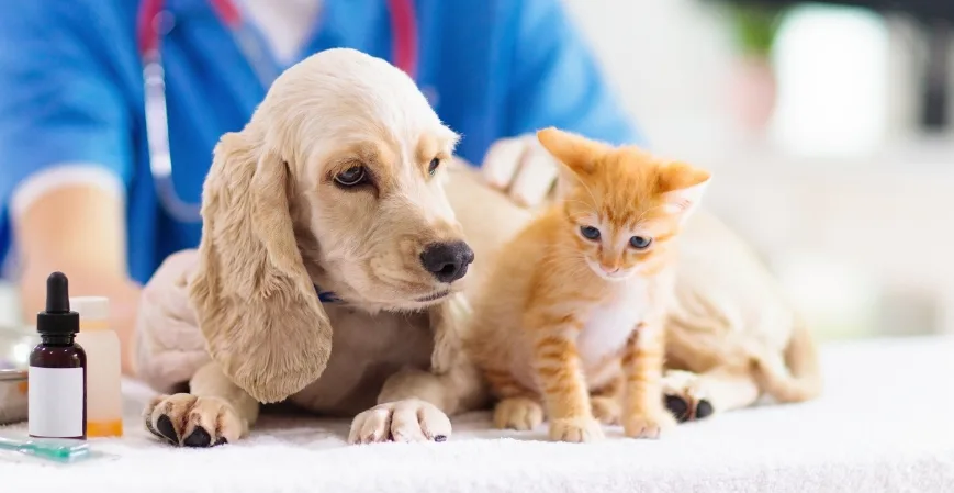 Los 5 principales proveedores del cuidado de mascotas en america latina